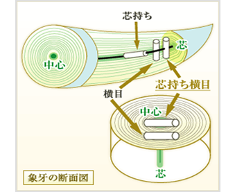芯持ち横目象牙